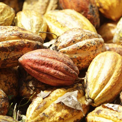 African Mango Seed Extract